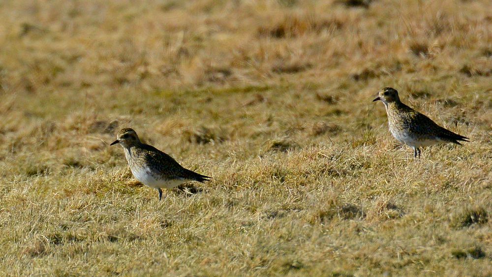 Wer kann diese Limikolen/Charadriiformes bestimmen? Womöglich ein Goldregenpfeifer?