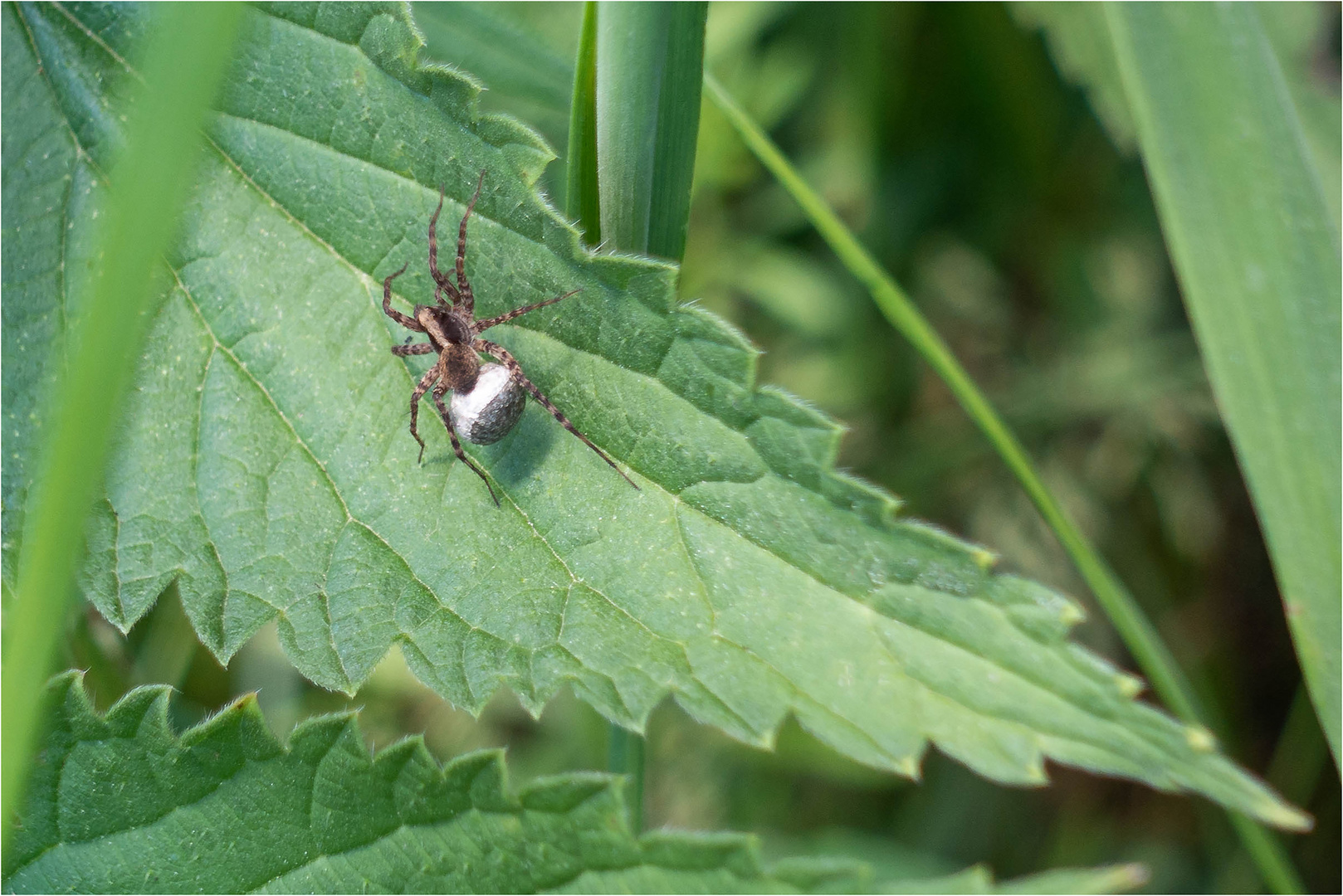 Wer kann diese Spinne bestimmen?