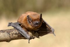 Wer kann diesem Lächeln widerstehen? Bin ich nicht süß? Großer Abendsegler  (Nyctalus noctula)