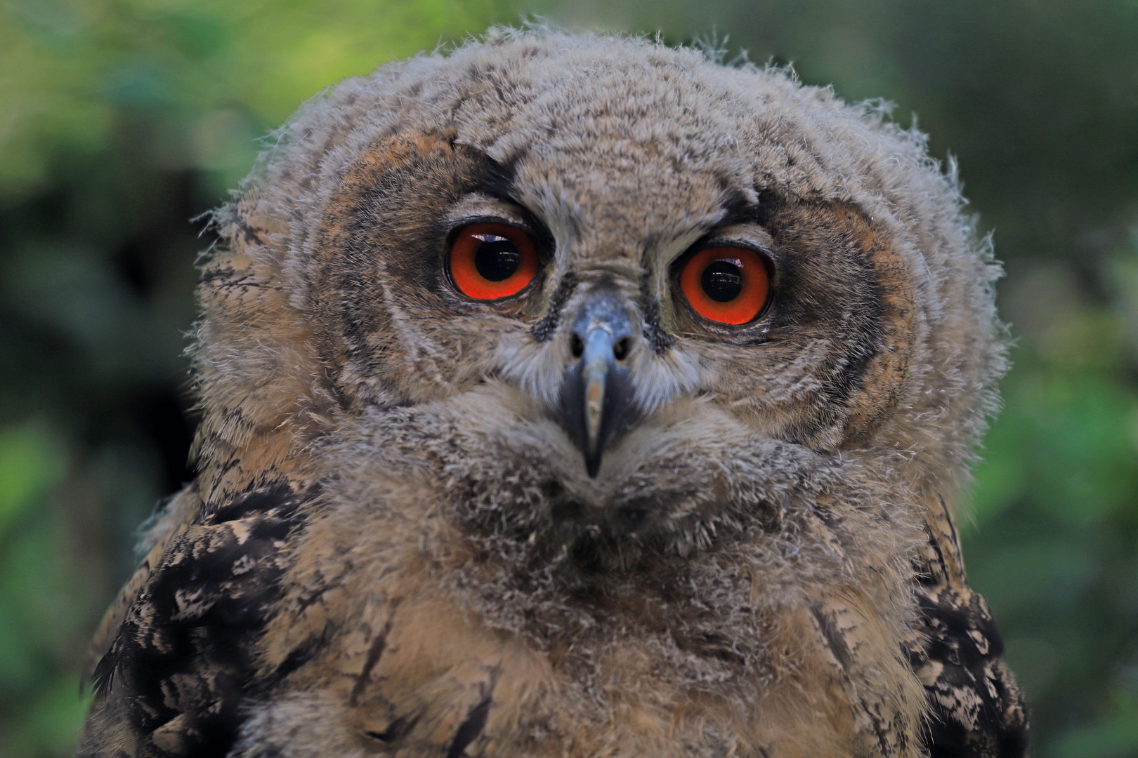 Wer kann diesen Augen...