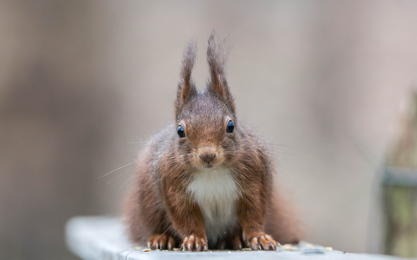 wer kann diesen Blick schon widerstehen?