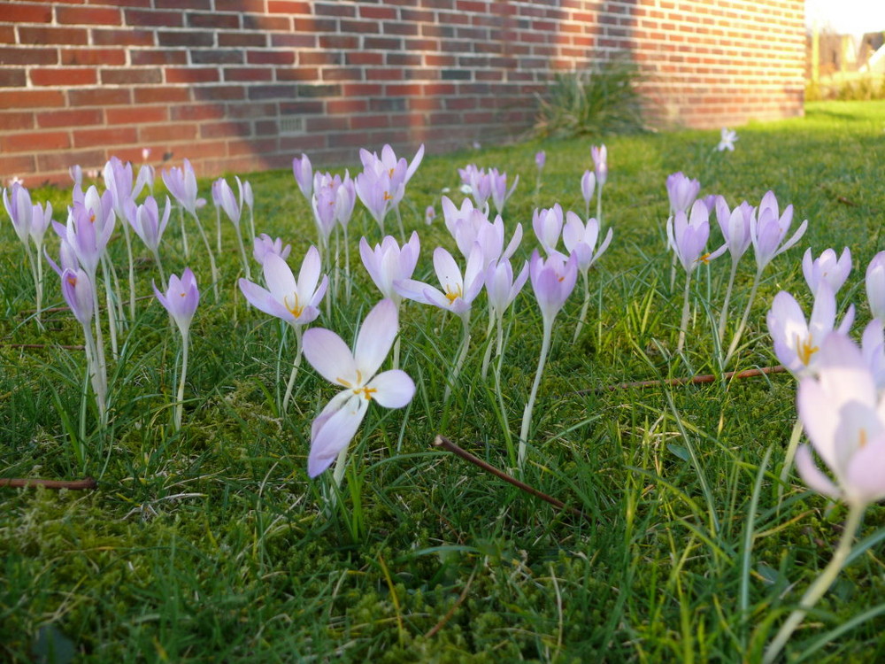 Wer kann Helfen !!!!!! Was sind das für Blumen ?