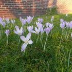 Wer kann Helfen !!!!!! Was sind das für Blumen ?