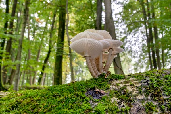 Wer kann mir bei der Namensfindung helfen?