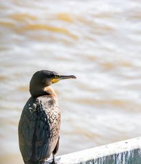 Wer kann mir sagen, was das für ein Wasservogel ist?