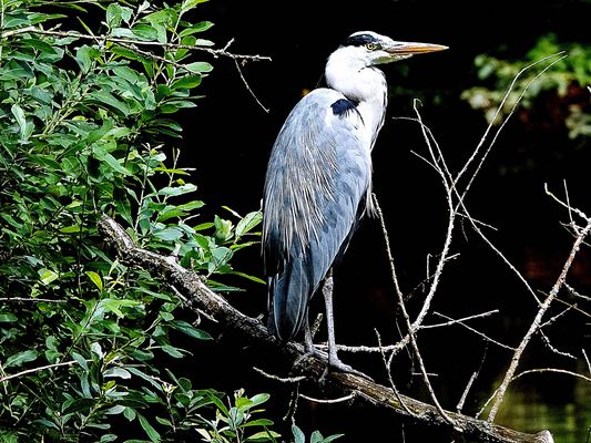 wer kann schon diesem Blick widerstehen