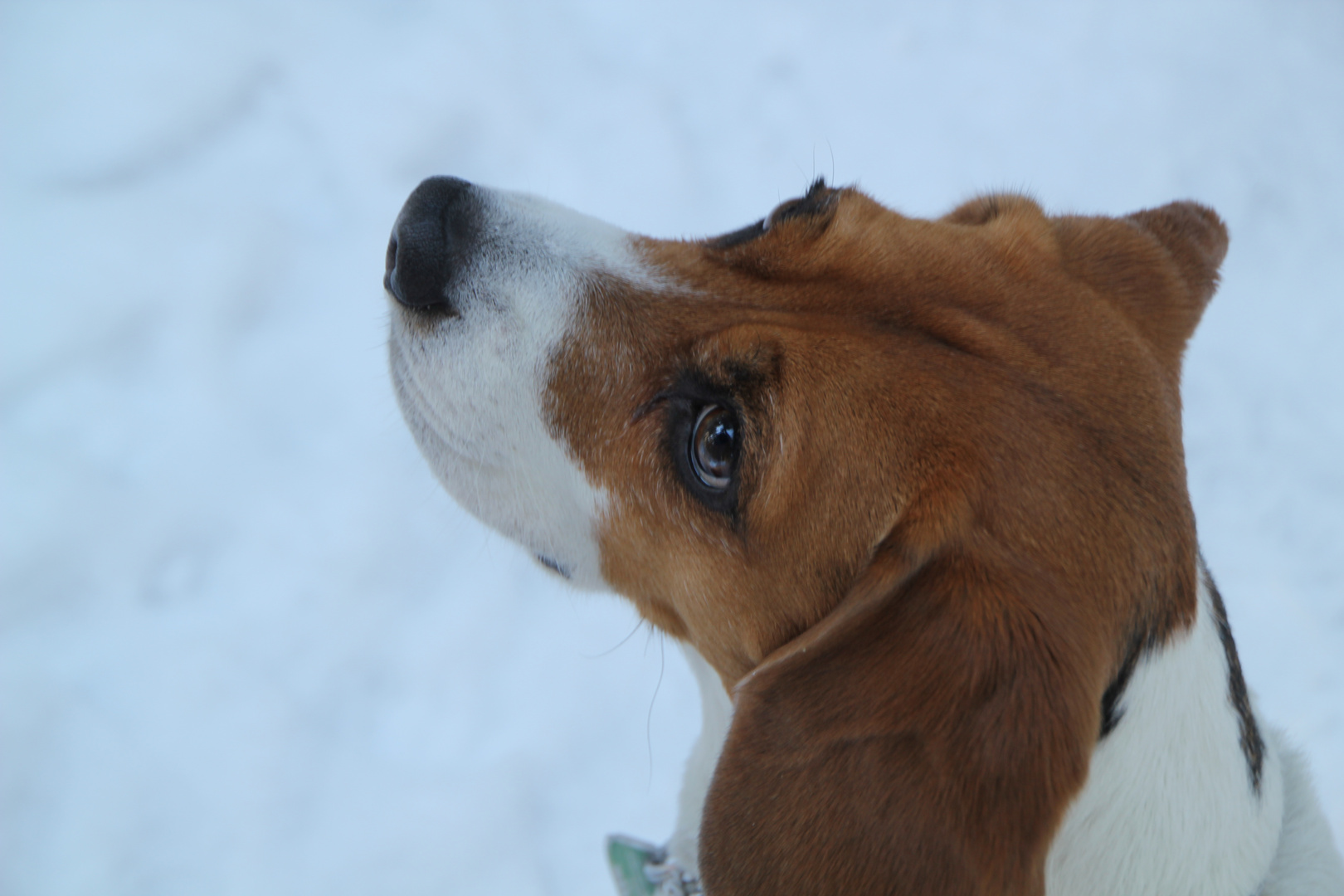 Wer kann so einem Blick widerstehen?