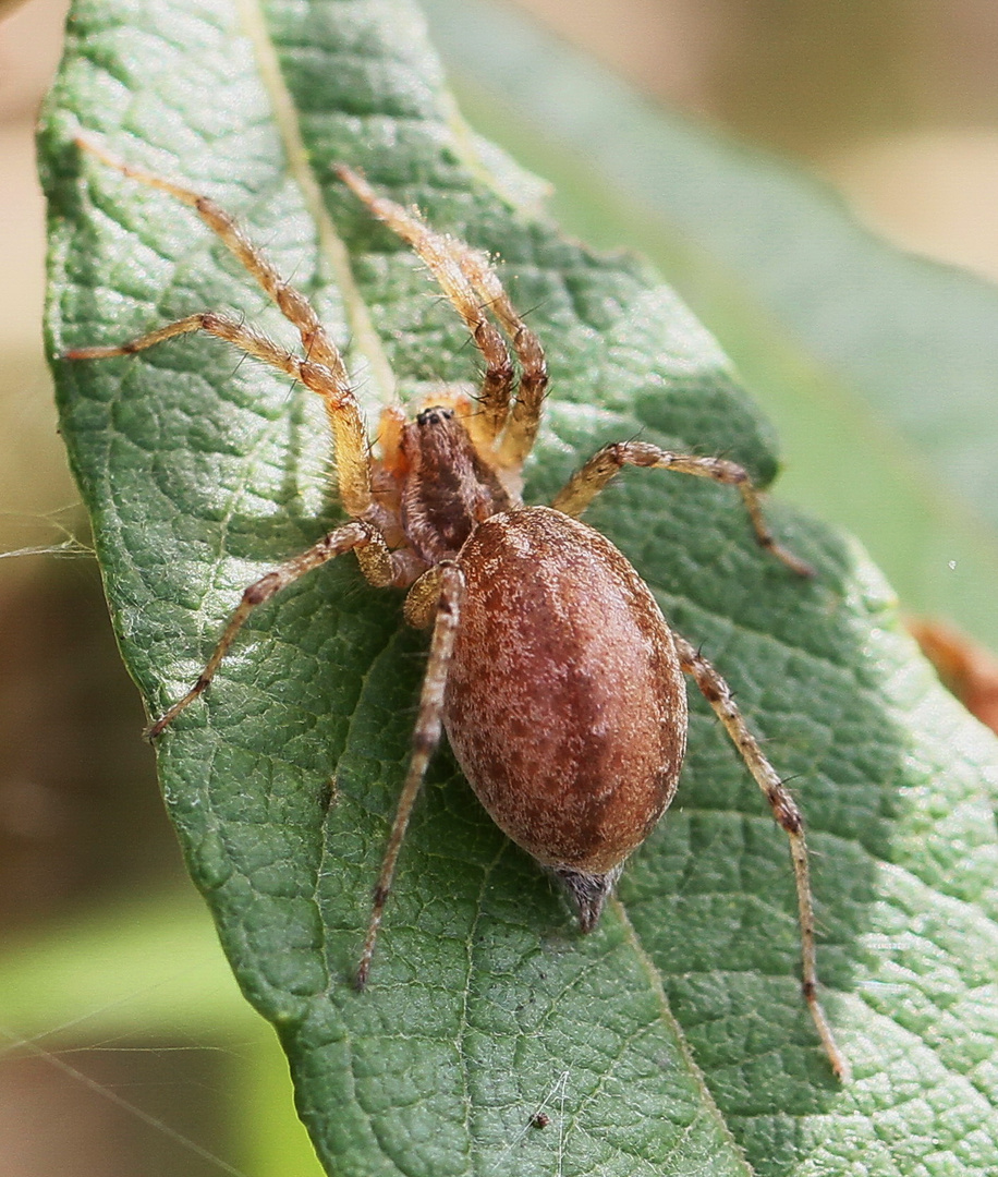 wer kannn mir bei der Bestimmung dieser Spinne helfen