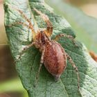 wer kannn mir bei der Bestimmung dieser Spinne helfen