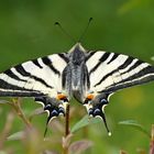 Wer kennt den für  mich seltenen Schmetterling