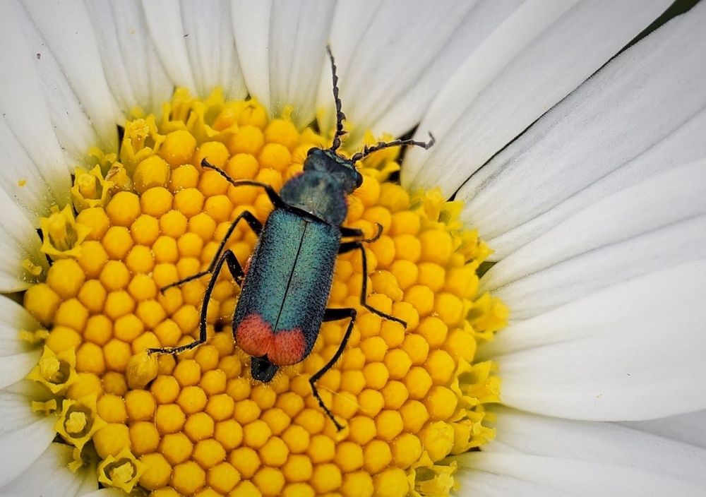 wer kennt den Käfer ? Foto & Bild | fotos, spezial, makro ...