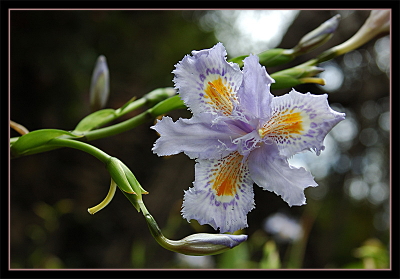 Wer kennt den Namen der Blume???