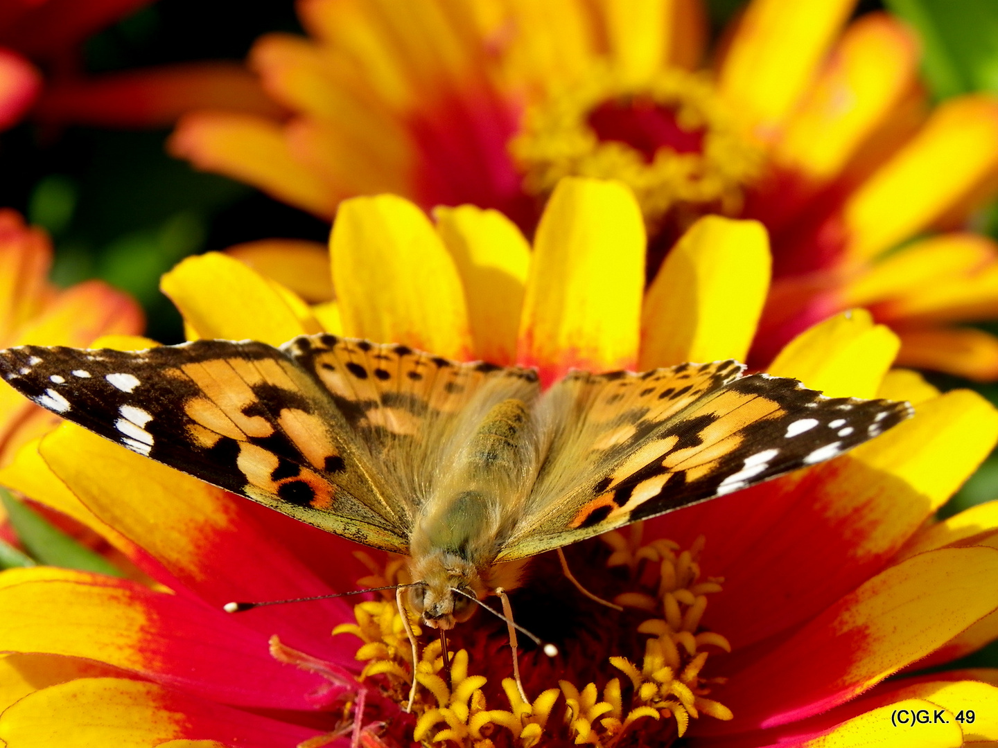 Wer kennt den Namen von diesem Schmetterling?