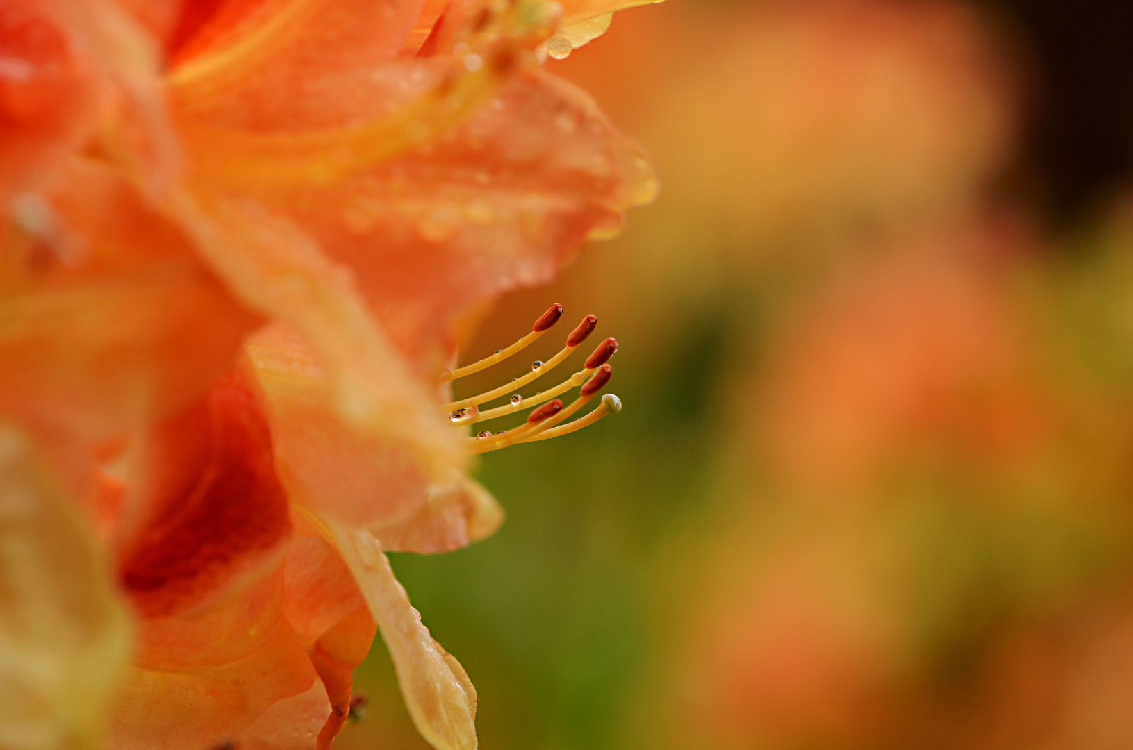 Wer kennt die Blüte