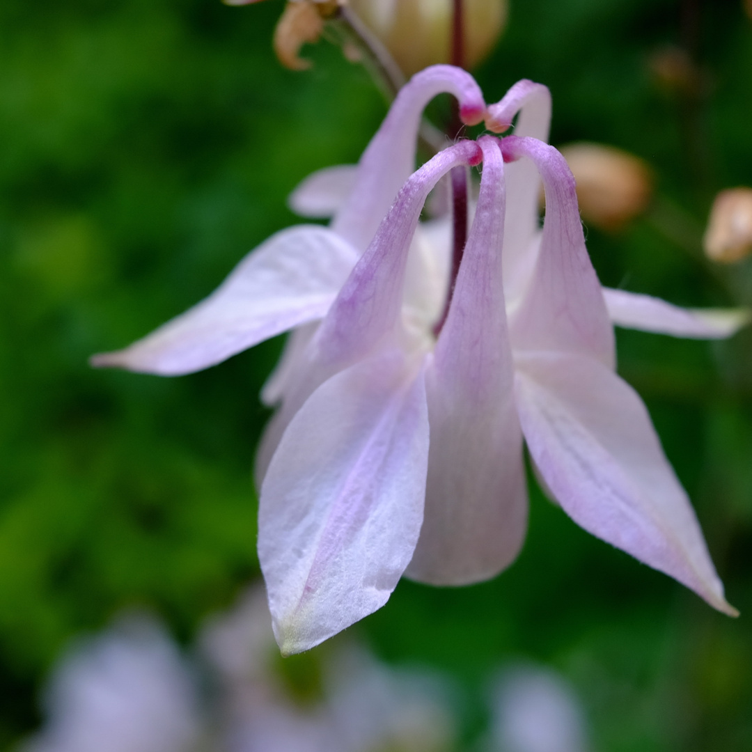 Wer kennt die Blüte