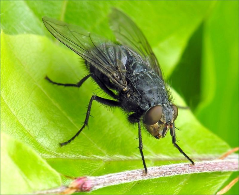 Wer kennt die Fliegen, nennt die Namen?