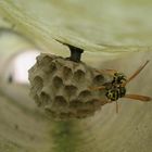 Wer kennt die genaue Art? Feldwespenkönigin beim Nestbau