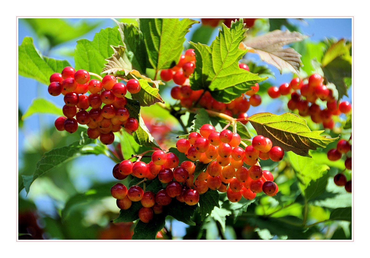 wer kennt diese Beeren???