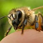 Wer kennt diese Biene? Übersicht folgt als nächstes Bild. APIS MELLIFERA, HONIGBIENE ! *