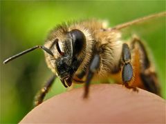 Wer kennt diese Biene? Übersicht folgt als nächstes Bild. APIS MELLIFERA, HONIGBIENE ! *
