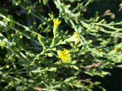 Wer kennt diese Blümchen?