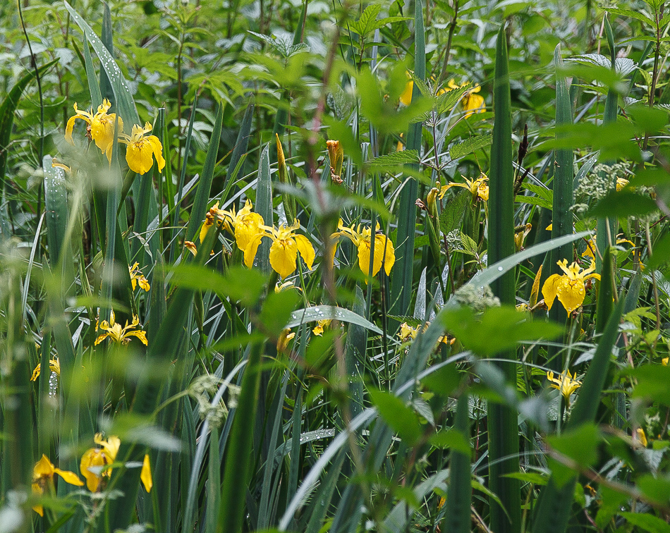 Wer kennt diese Blümchen und was ist es?