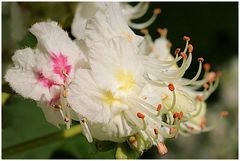 wer kennt diese Blüte?