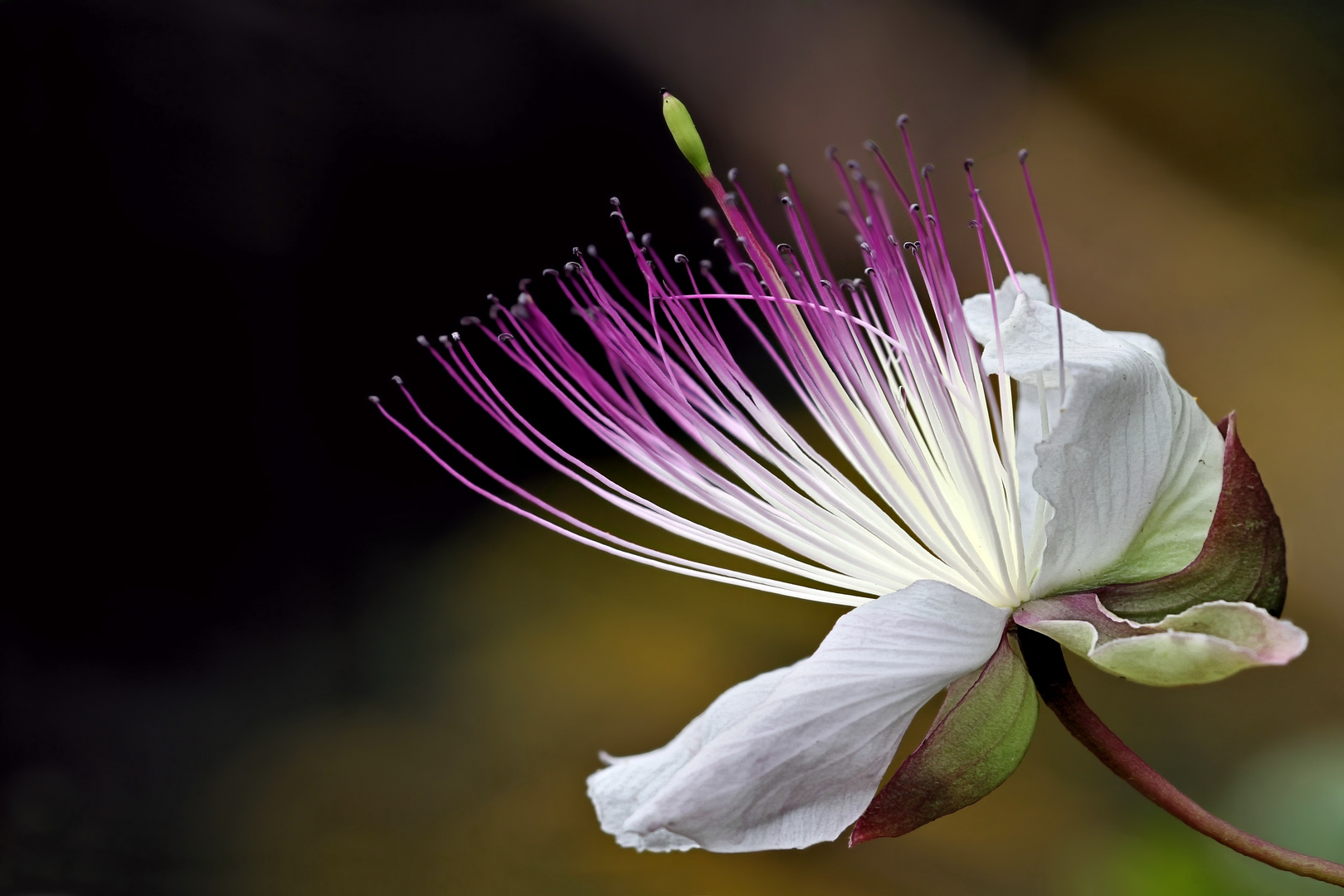 Wer kennt diese Blüte?