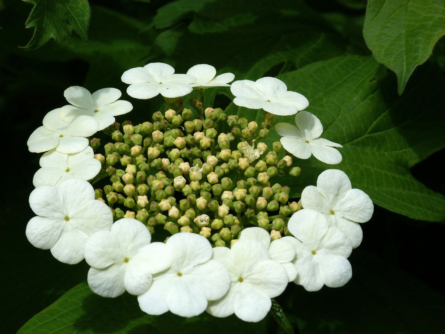 Wer kennt diese Blüte...