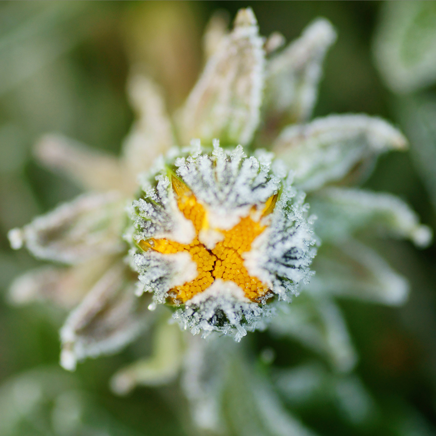 Wer kennt diese Blüte?