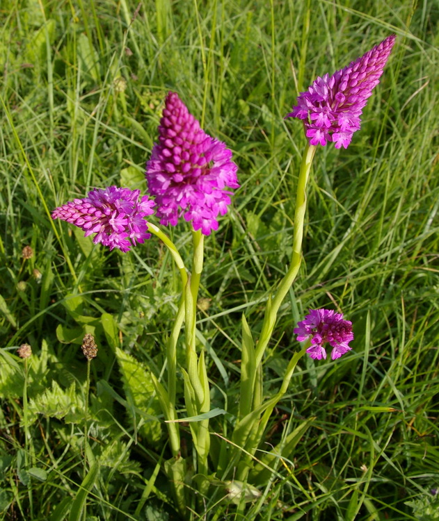 Wer kennt diese Blüten?