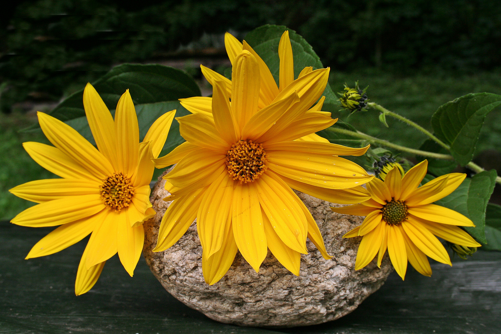 Wer kennt diese Blüten, die jetzt im Herbst blühen?