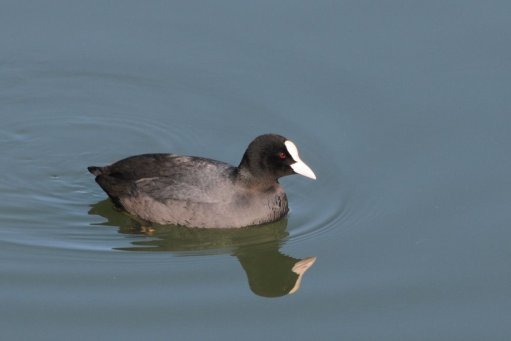 Wer kennt diese Ente?