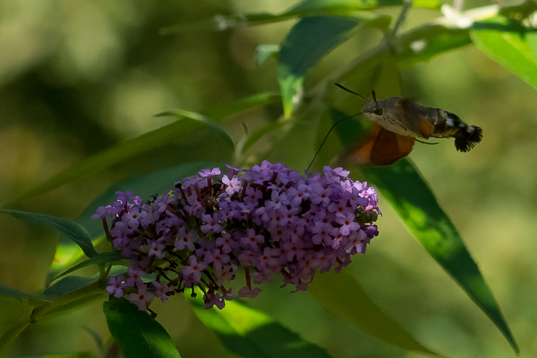 Wer kennt diese Flieger!