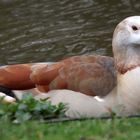 Wer kennt diese Gans??? -Nilgans ohne Augenringe?