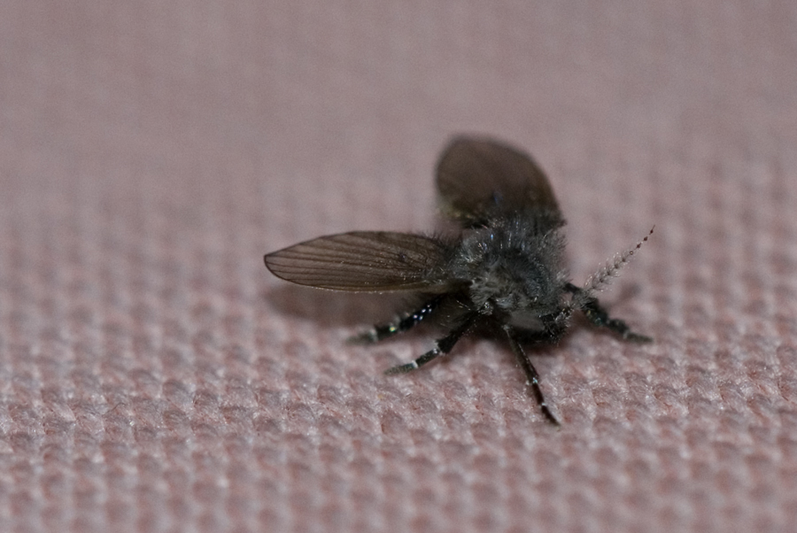 Wer kennt diese Mücke?
