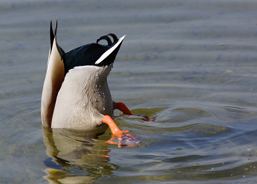 Wer kennt diese Pinguinart?