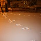 Wer kennt diese Spuren im Schnee?