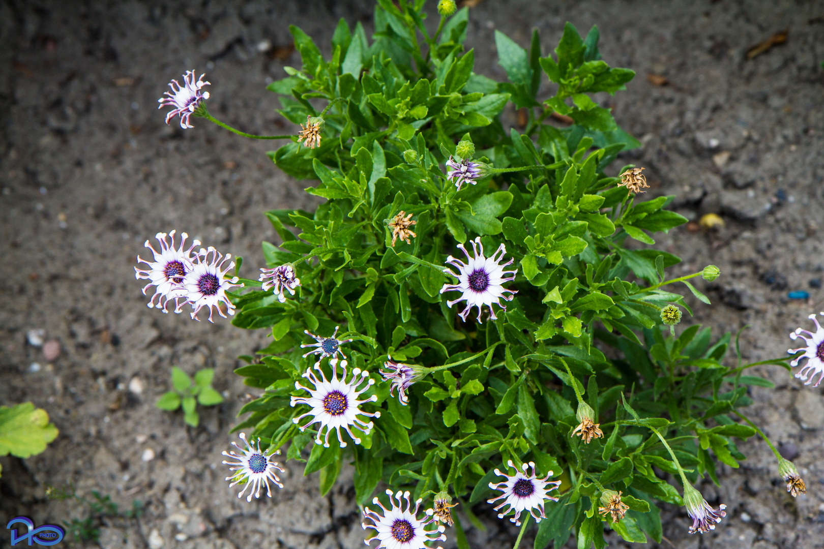 Wer kennt diese ungewöhnliche Blume?