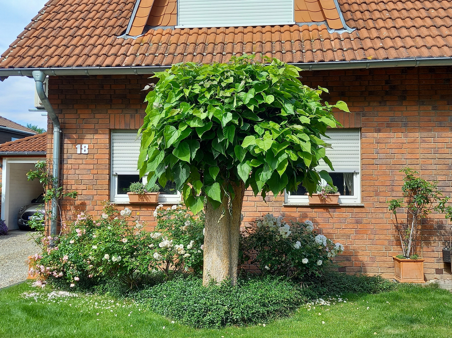 Wer kennt diesen Baum?