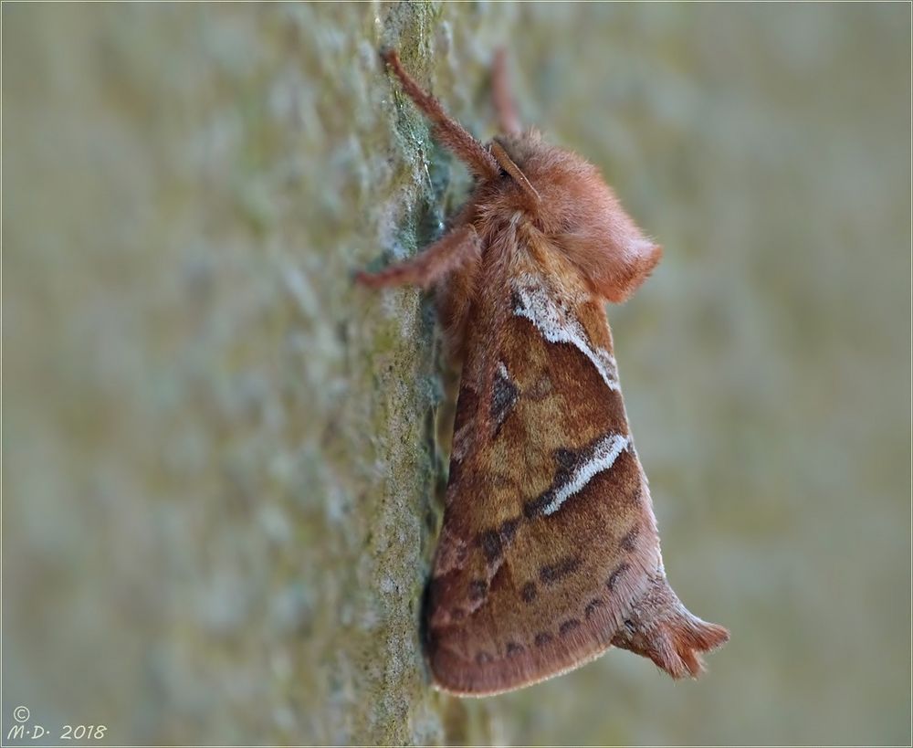 Wer kennt diesen Falter Foto & Bild natur, nachtfalter, insekten Bilder auf