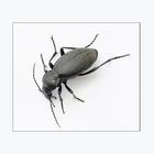 wer kennt diesen Käfer ?