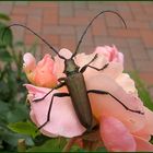 Wer kennt diesen Käfer?