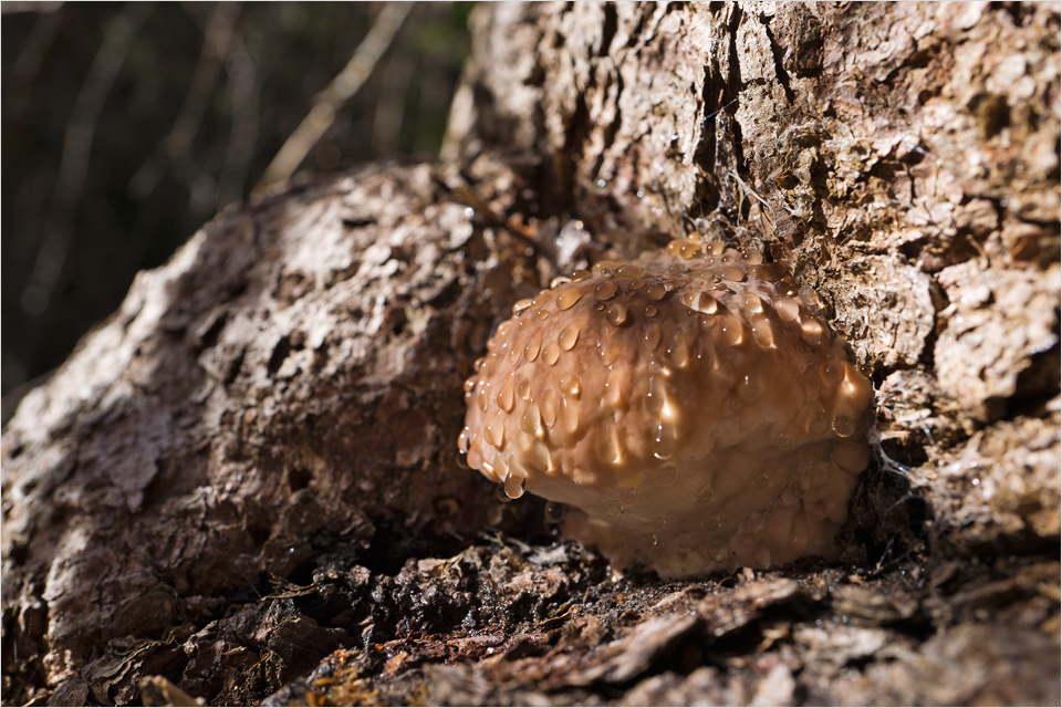 Wer kennt diesen Pilz ?