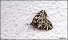 Wer kennt diesen Schmetterling  ?