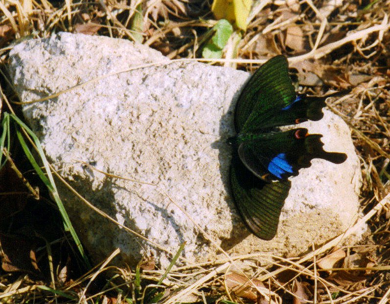 Wer kennt diesen Schmetterling?