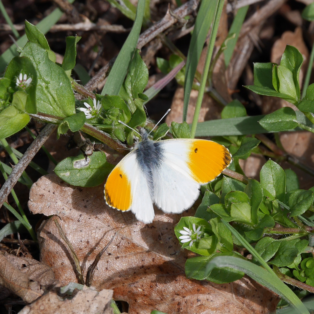 Wer kennt diesen Schmetterling/Falter?