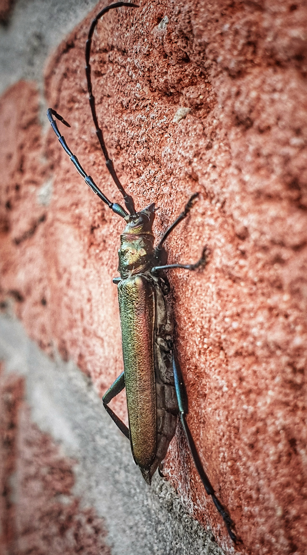 Wer kennt diesen tollen Käfer???