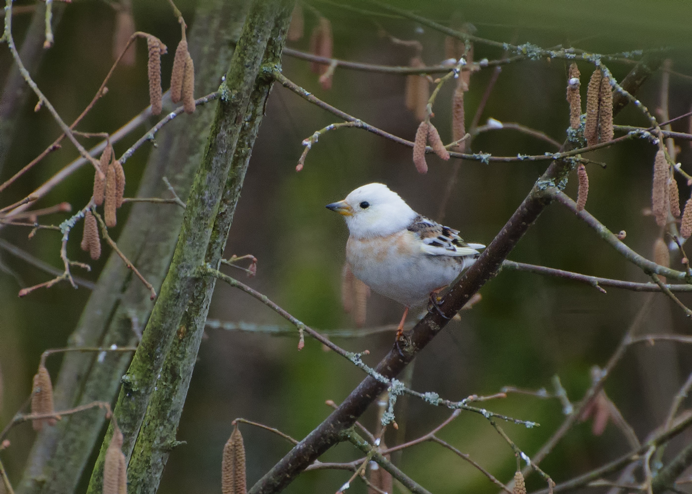 Wer kennt diesen Vogel ??