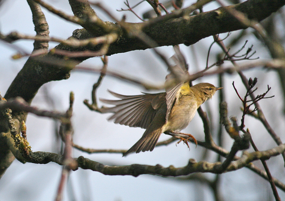 Wer kennt diesen Vogel.